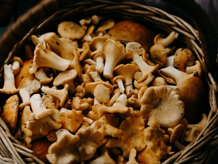 5 Healing Mushrooms to Add to Your Diet - Glucan Elite