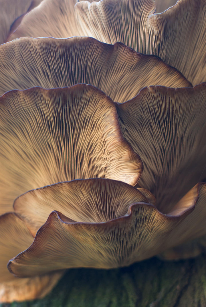 Immune Support from Mushrooms? - Glucan Elite